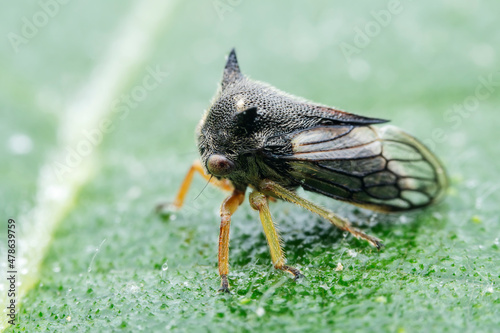 Leaf cicada on wild plants, North China photo