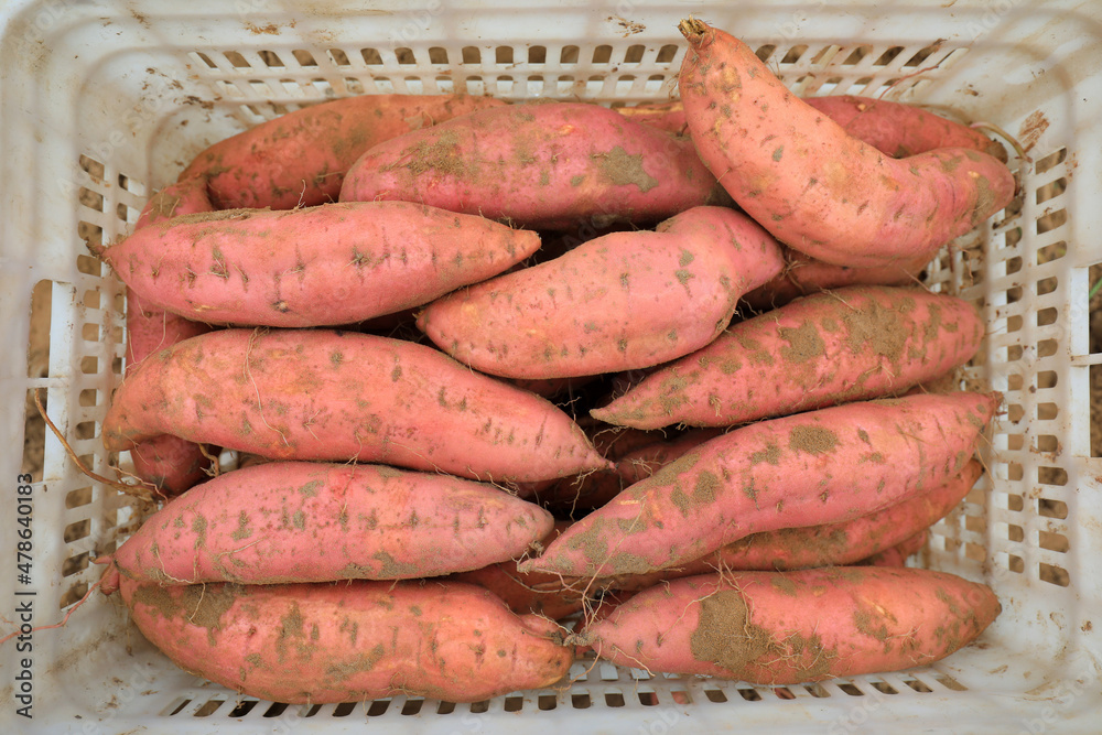 The bumper harvest of sweet potato is in the North China Plain The bumper harvest of sweet potato is in the North China Plain