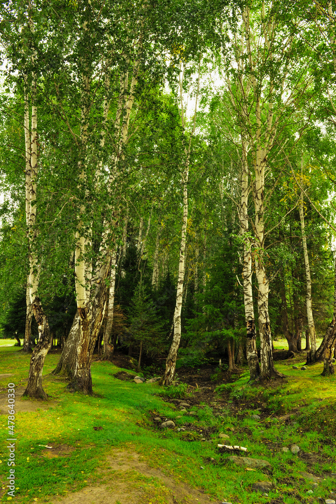 Beautiful birch forest and grassland scenery Beautiful birch forest and grassland scenery