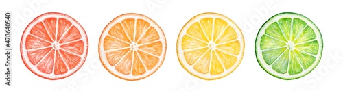 Tela Water color illustration of different citrus fruit slices