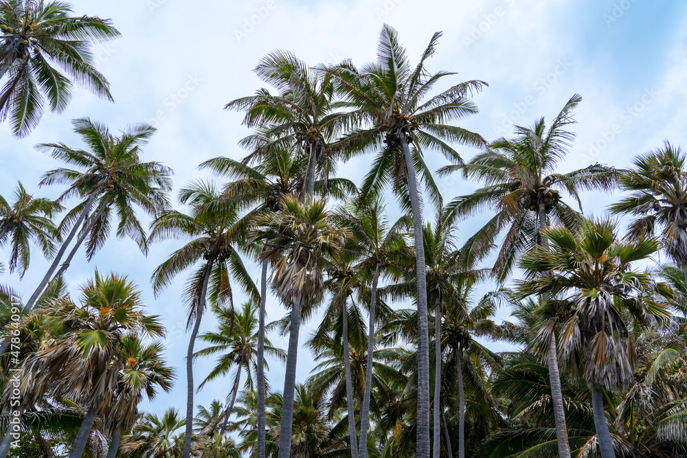 The group of palm trees against the blue sky 