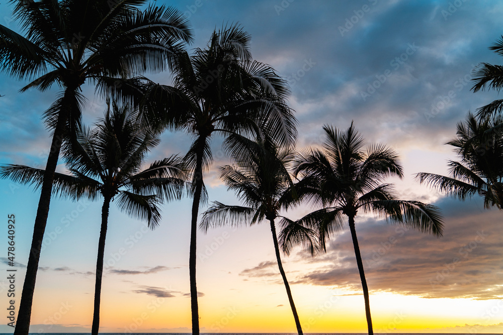 The palm trees at sunset in Big Island