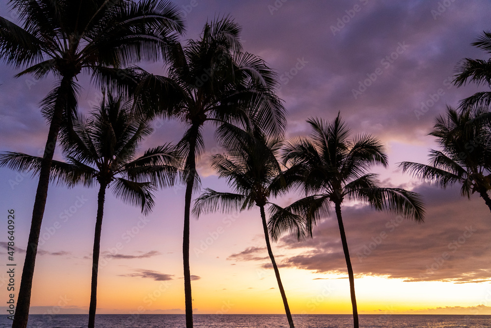 The palm trees at sunset in Big Island