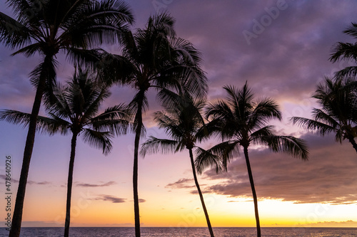 The palm trees at sunset in Big Island