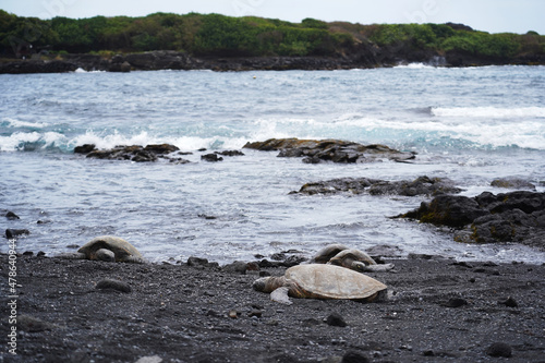 The turtles on the black sand beach in Big Island  Hawaii