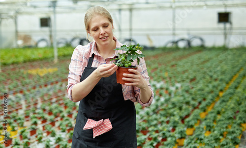Experienced female worker checking tomato seedlings in pots while gardening in glasshouse