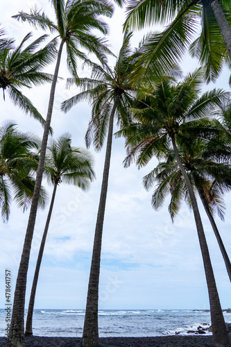 The group of palm trees against the blue sky 