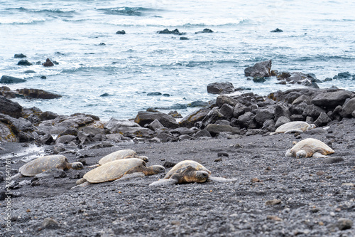The turtles on the black sand beach in Big Island, Hawaii © yobab