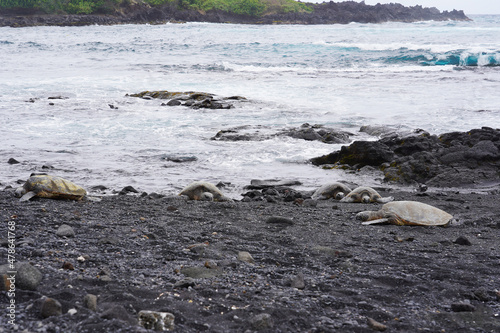 The turtles on the black sand beach in Big Island, Hawaii