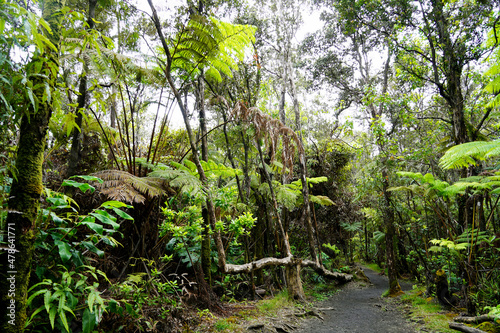 The trail in Hawaii Volcanoes National Park