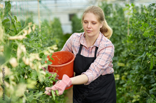 Successful woman farmer gathering in crops of green peas in her greenhouse..