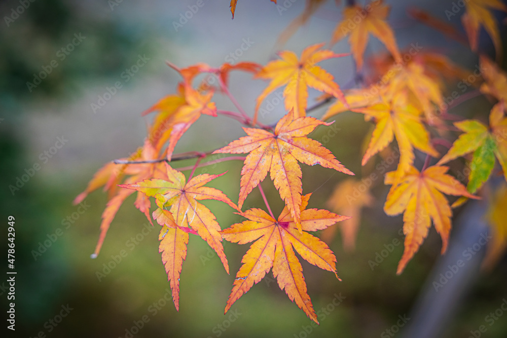 Detail of Japanese maple tree leaves with orange and red colors of fall in soft light. Detail of Japanese maple tree leaves with orange and red colors of fall in soft light.