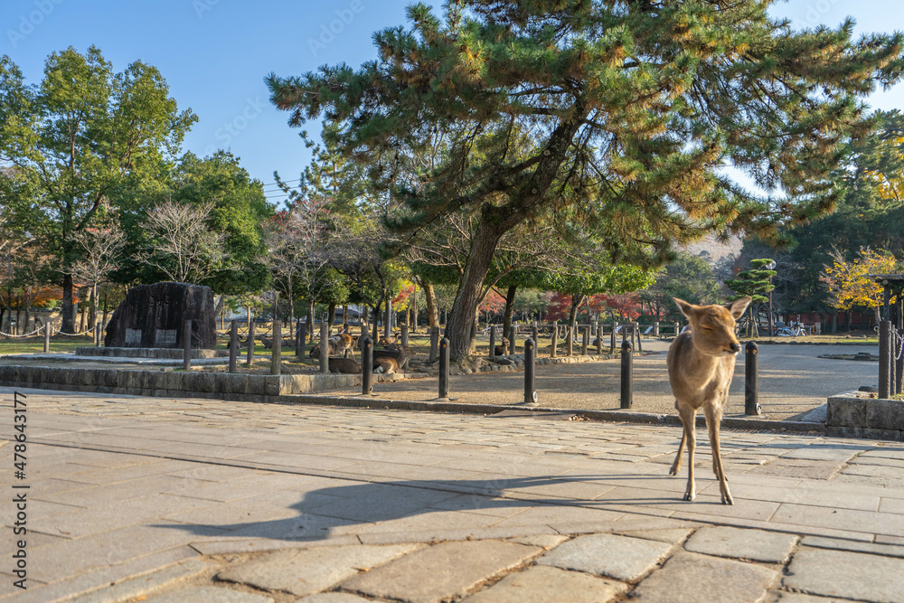 Naklejka premium 奈良公園