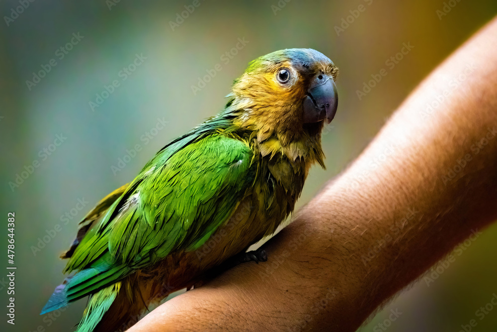 Cute green wet parrot sitting on hand close up