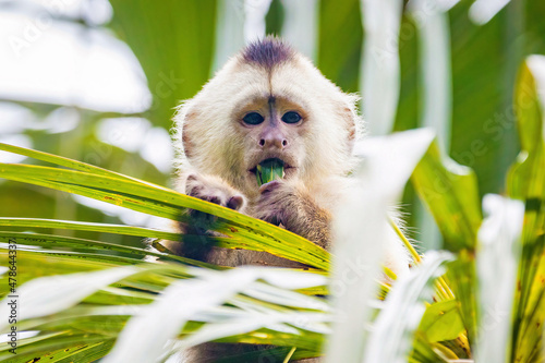Cute portrait of capuchin wild monkey eating on palm tree photo