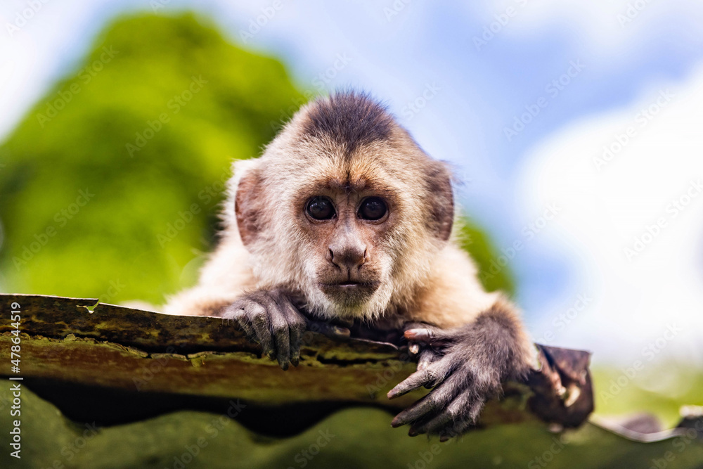 Fototapeta premium Cute portrait of curious capuchin wild monkey looking at the camera