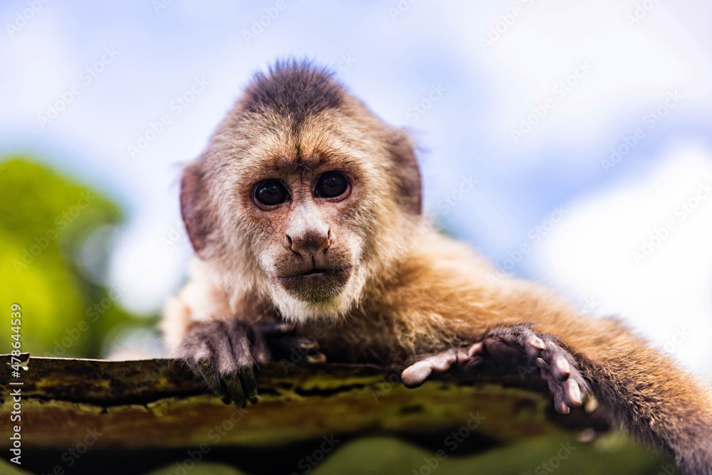 Obraz premium Cute portrait of curious capuchin wild monkey looking at the camera