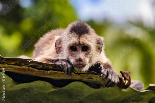 Cute portrait of curious capuchin wild monkey looking at the camera photo