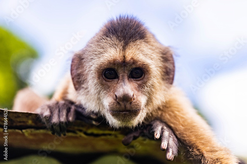 Cute portrait of curious capuchin wild monkey looking at the camera