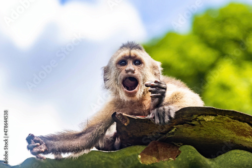Screaming portrait of capuchin wild monkey photo