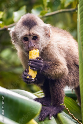 Cute portrait of capuchin wild monkey eating banana