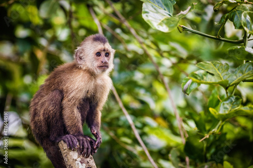 Beautiful portrait of capuchin wild monkey sitting on tree