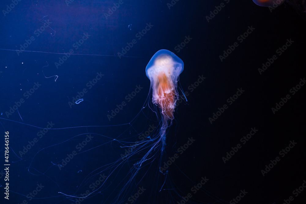 Fototapeta premium nettle jellyfish with blue background.