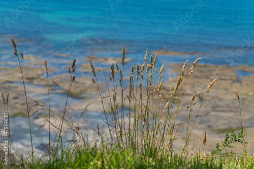 Native Australian grasses growing by the sea shore  with the sea and rocks in the background