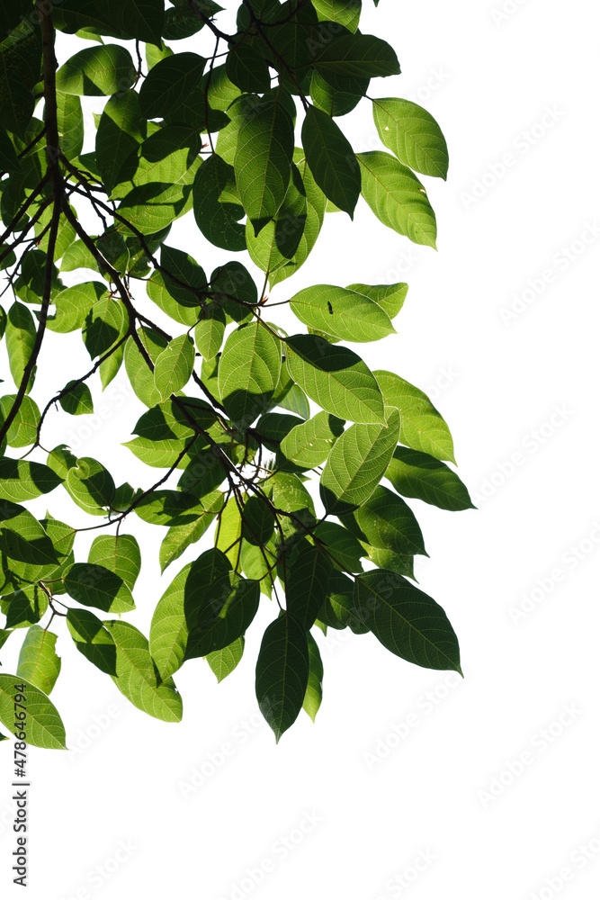 Green tree branch isolated on white background Green tree branch isolated on white background