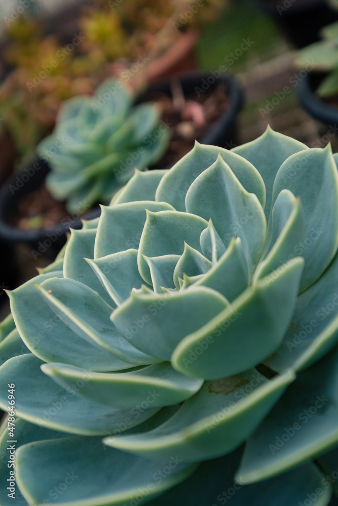 Obraz premium Succulent Plant