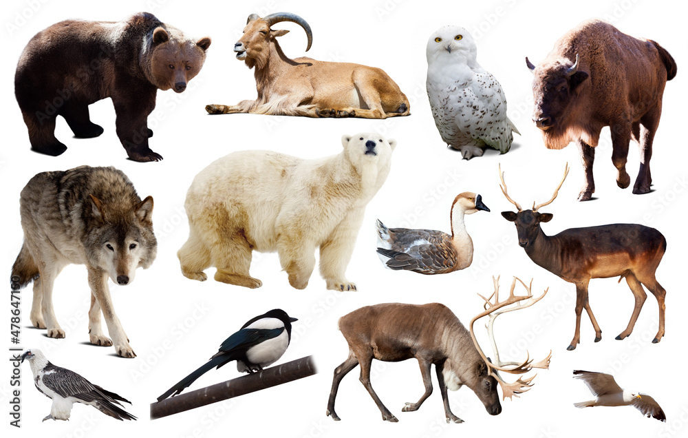 Obraz premium Set of bear and other european animals. Isolated on white background with shade. High quality photo