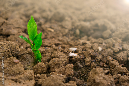 Green seedling in the ground in field.New life concept. sprout in dry cracked soil. Agriculture and farming concept. seedling cultivation. Farming concept.
