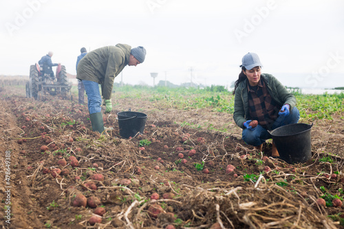 Couple of professional farmers, man and woman, harvesting sweet potatoes at a farm field