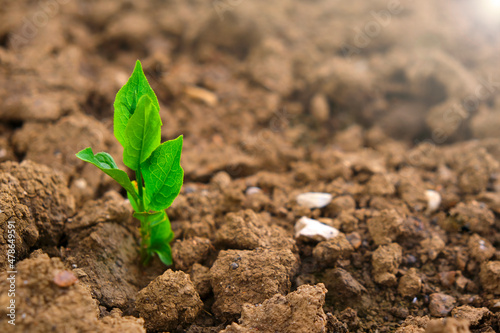 Green seedling in the ground in field.New life concept. Green sprout in dry cracked soil. Agriculture and farming concept. seedling cultivation. Farming concept.