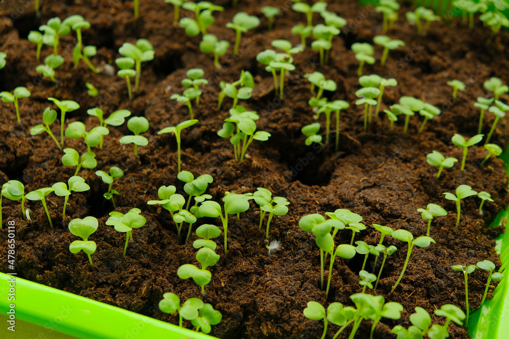 Green small sprouts in peat close-up.Green seedlings in Green germination tray. Growing seedlings.Gardening and agriculture. Growing bio organic vegetables and greens.Home garden. Green small sprouts in peat close-up.Green seedlings in Green germination tray. Growing seedlings.Gardening and agriculture. Growing bio organic vegetables and greens.Home garden.