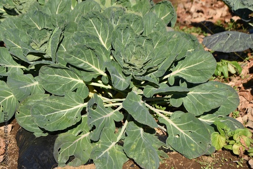 Brussels sprouts cultivation. Brussels sprouts are a winter vegetable native to Belgium that is high in vitamin C. 