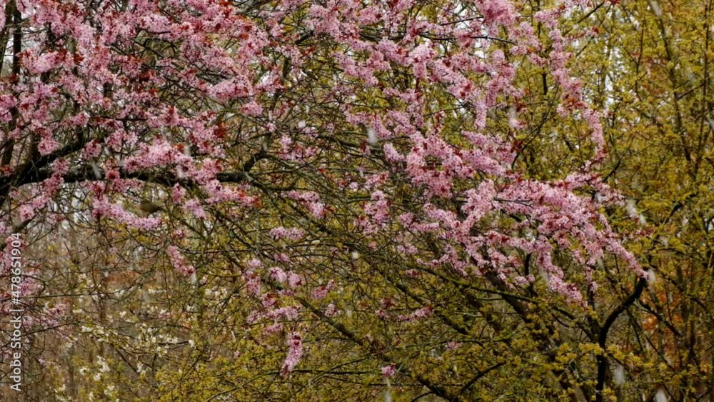Snowy spring.Pink and yellow flowering trees and falling snow. Spring flower snow background . Spring weather. Spring snow.. 4k footage Snowy spring.Pink and yellow flowering trees and falling snow. Spring flower snow background . Spring weather. Spring snow.. 4k footage
