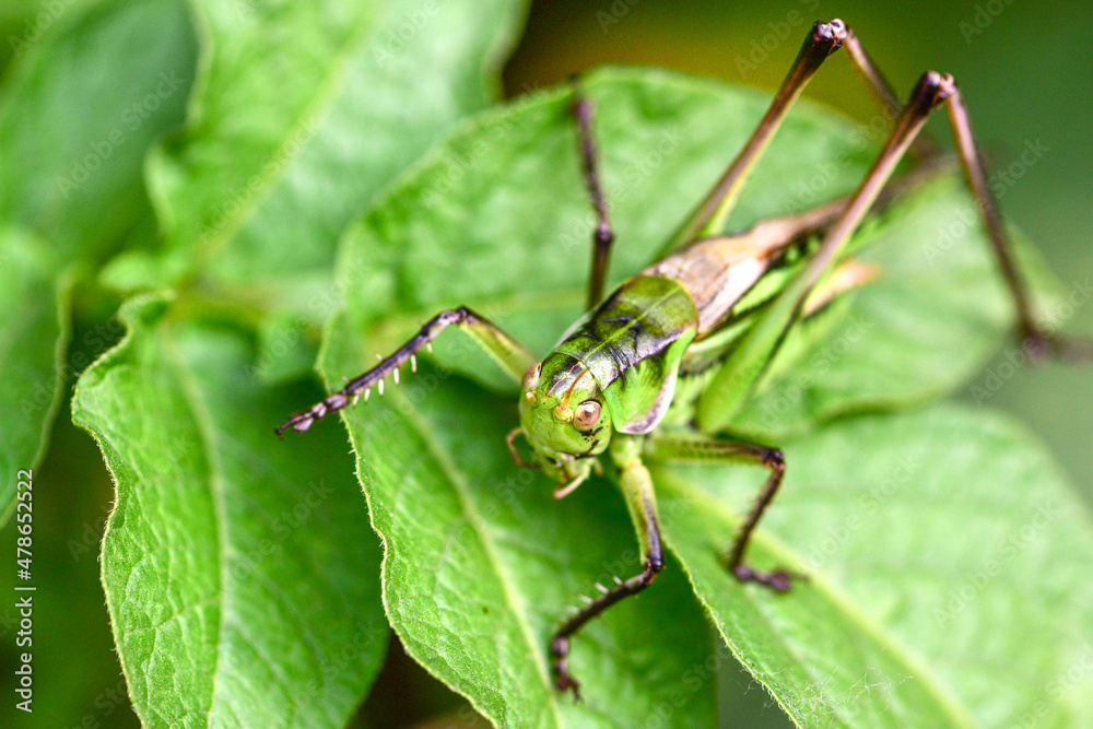 Close up of different species of insects inhabiting wild plants Close up of different species of insects inhabiting wild plants