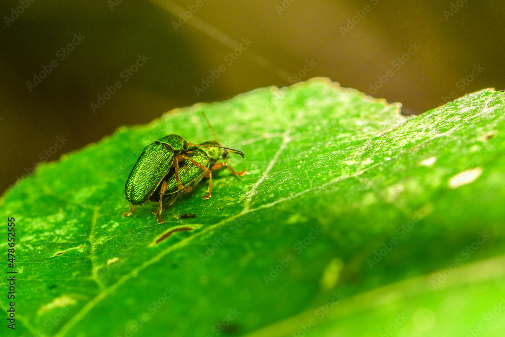 Close up of different species of insects inhabiting wild plants Close up of different species of insects inhabiting wild plants