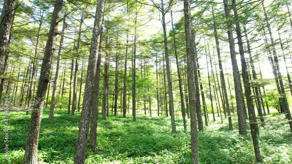 真夏の高原の森の中 ドローン移動撮影 真夏の高原の森の中 ドローン移動撮影