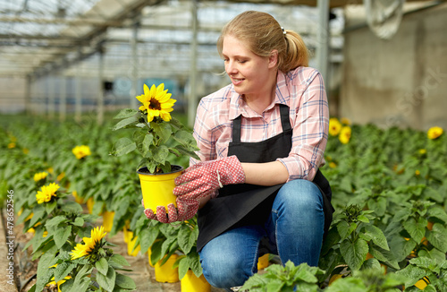 Experienced young woman arranging pots of blooming decorative sunflowers while gardening in glasshouse
