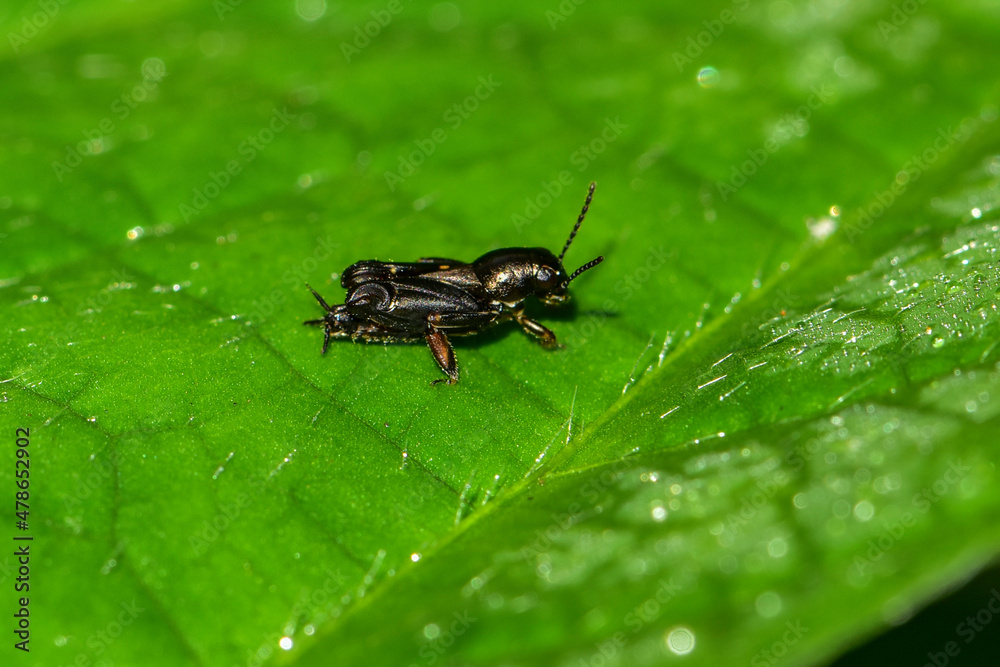 Fototapeta premium Close up of different species of insects inhabiting wild plants