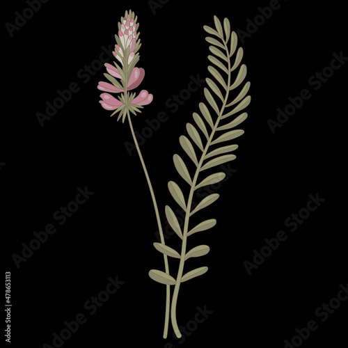 Blooming branch of Sainfoin plant with leaves and flower. Onobrychis viciifolia. On black background. photo