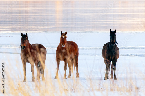 Fototapeta Naklejka Na Ścianę i Meble -  Wild Mustang Horse in the Snow on Washoe Lake in Washoe Valley Nevada located between Reno and Carson City.