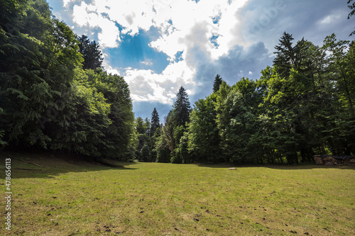 mountain glade, a clearing field in the middleof an alpine forest of triglav national park in Bled in the julian alps in Slovenia, in summer.....