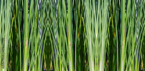 Reed plant   growing well in wet and swamp area in Sountheast Asia nowadays a decorative plant in home garden. The vertical of its stems creating a natural background pattern for designs