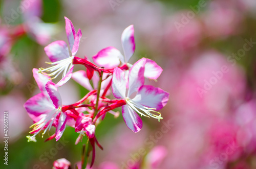 The Beautiful lovely pink gaura flower or butterfly bush at a botanical garden. photo