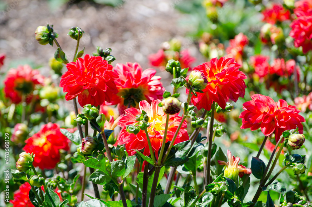 A beautiful red Dahlia flower in a spring season at a botanical garden.