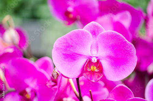 Beautiful Phalaenopsis dark purple moth orchid at a botanical garden.