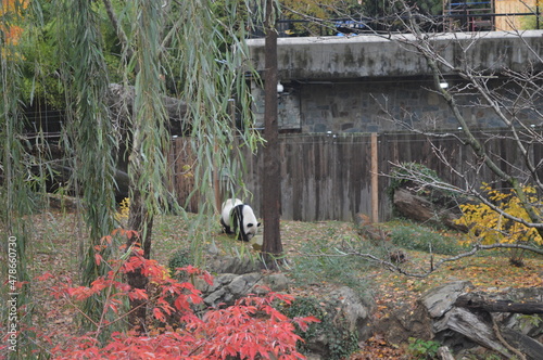 Panda en el zoológico